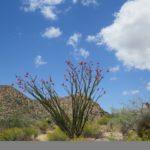 photo of desert bush