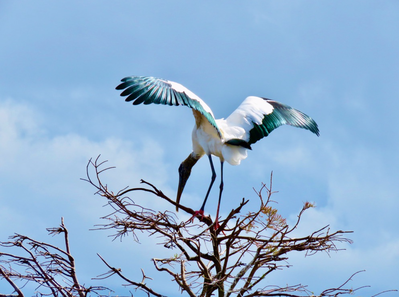 Reflecting with a Woodstork among the Trees – Edwards Church