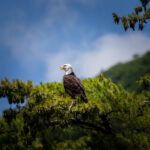 eagle resting