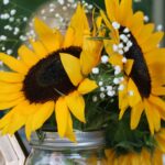 sunflowers in a jar