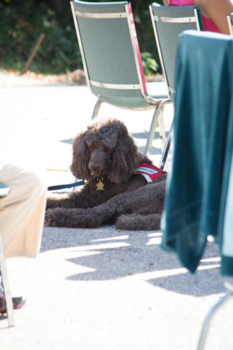 Blessing of the Animals service photo